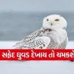 Copy of Satya web temp 2025 12 21T094506.712