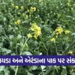 Mustard Castor Crop Disease Mehsana 1