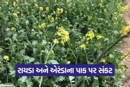 Mustard Castor Crop Disease Mehsana 1