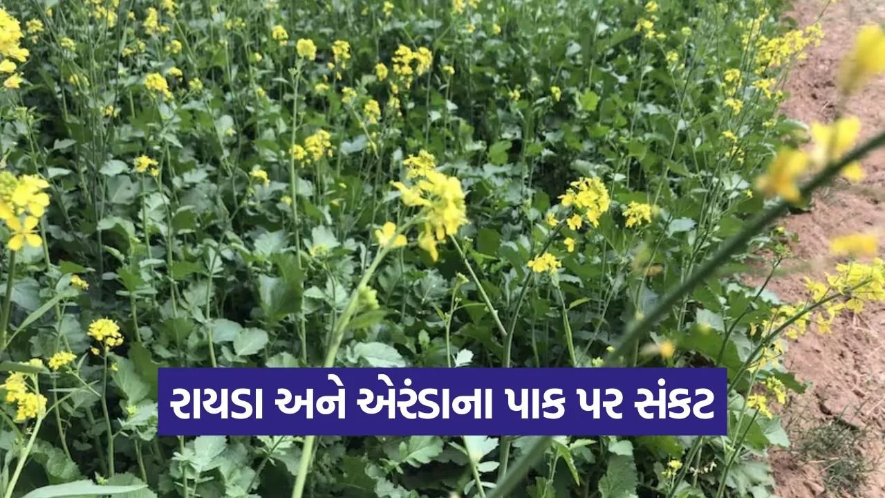 Mustard Castor Crop Disease Mehsana 1.jpg