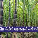 Natural Farming Sugarcane 1