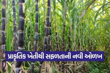 Natural Farming Sugarcane 1