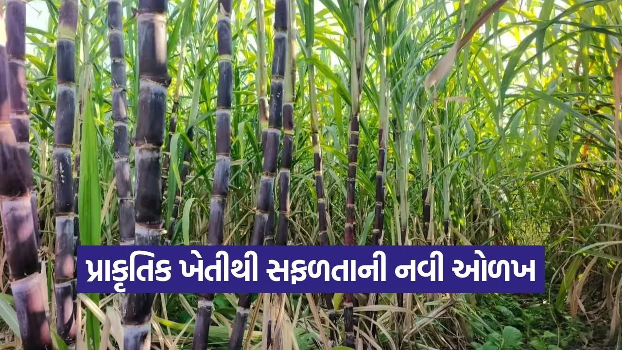 Natural Farming Sugarcane 1.jpg