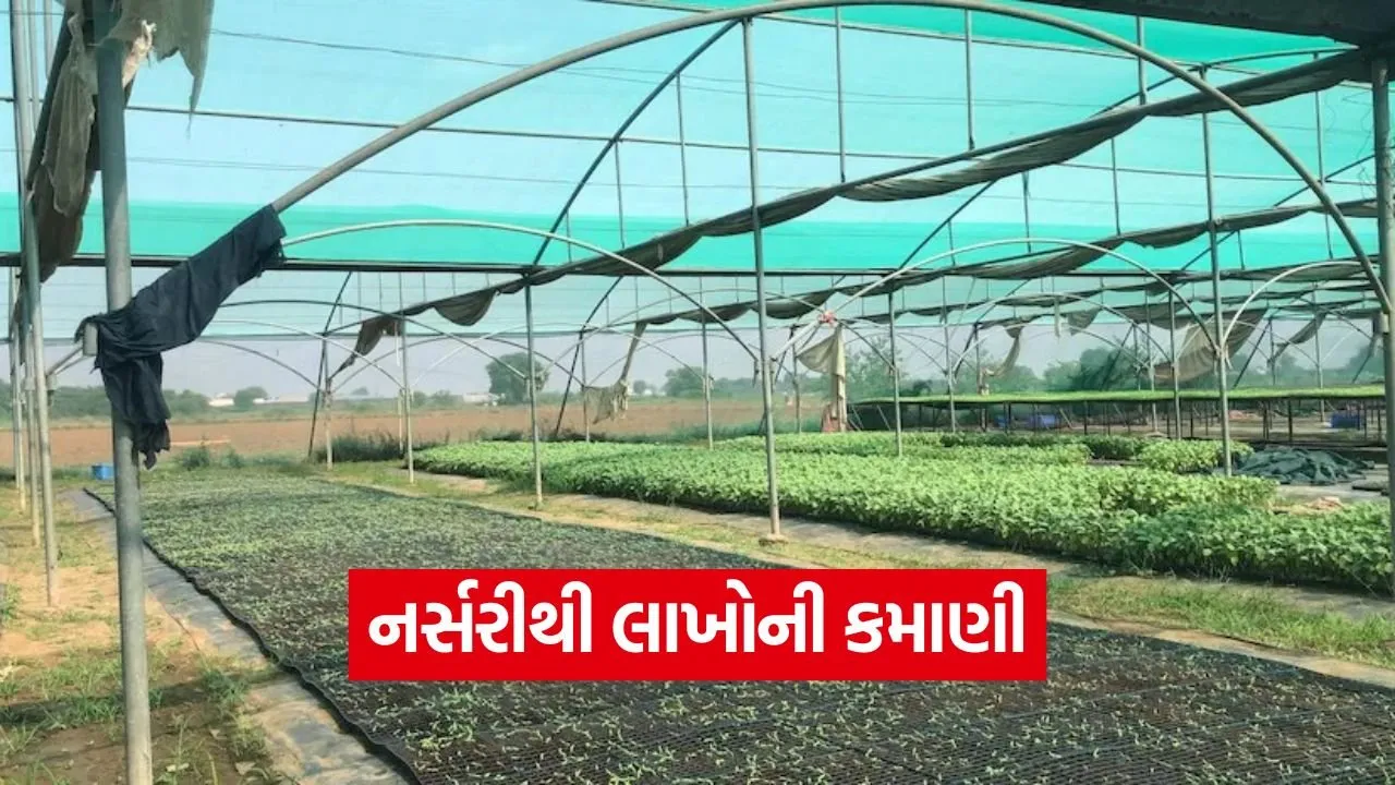 vegetable nursery farming success 1.jpg
