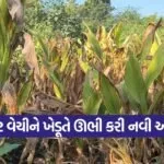 Natural Turmeric Farming Success 1
