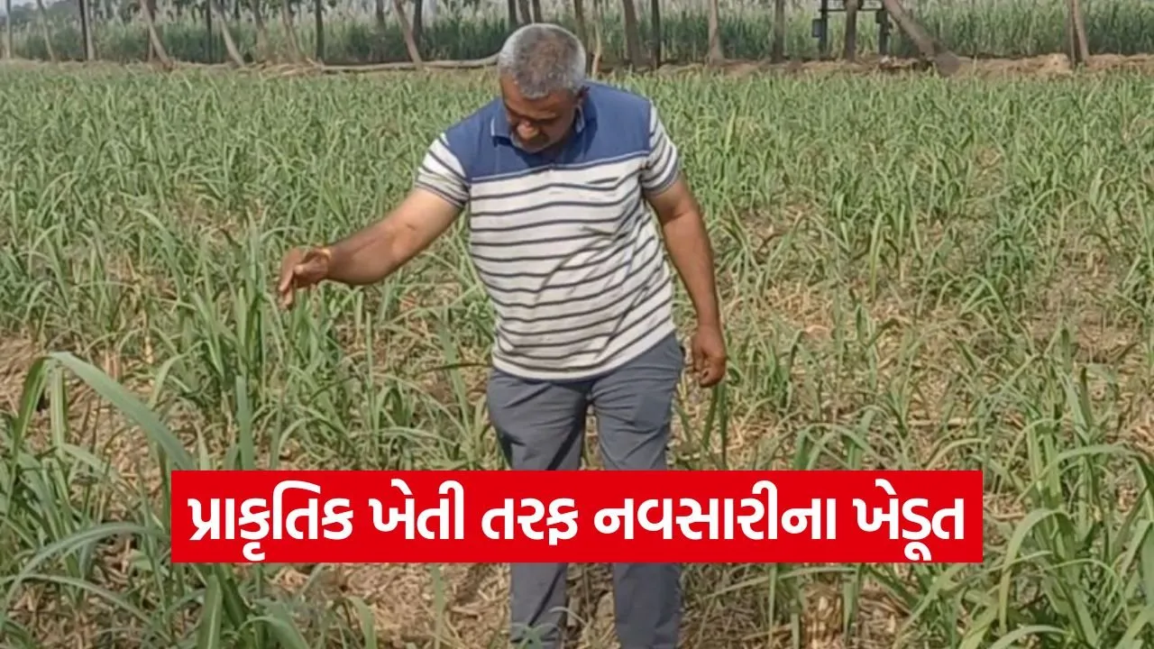 Navsari Natural Farming Success.jpg