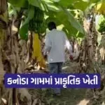 Organic Farming Mehsana