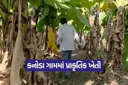 Organic Farming Mehsana