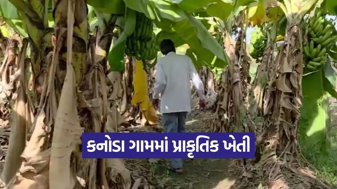 Organic Farming Mehsana.jpg