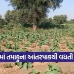 Rose Tobacco Intercropping Model 1