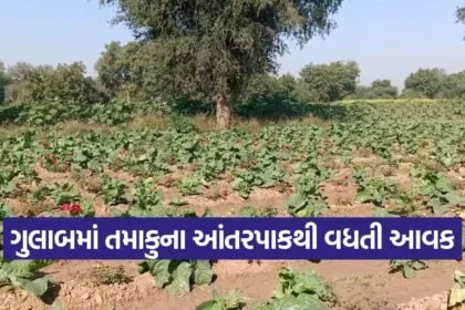 Rose Tobacco Intercropping Model 1