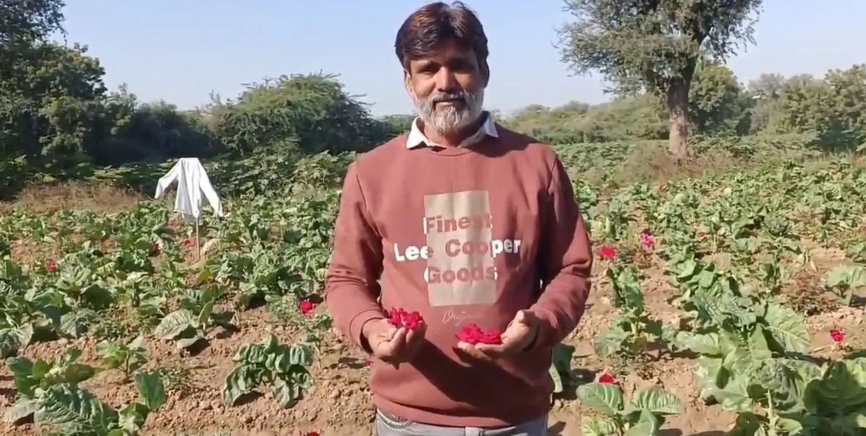 ઊંઝાના યુવાન ખેડૂતનો નવતર પ્રયોગ: ગુલાબમાં તમાકુનો આંતરપાક બન્યો નફાનો આધાર 2 Rose Tobacco Intercropping Model 1.jpeg