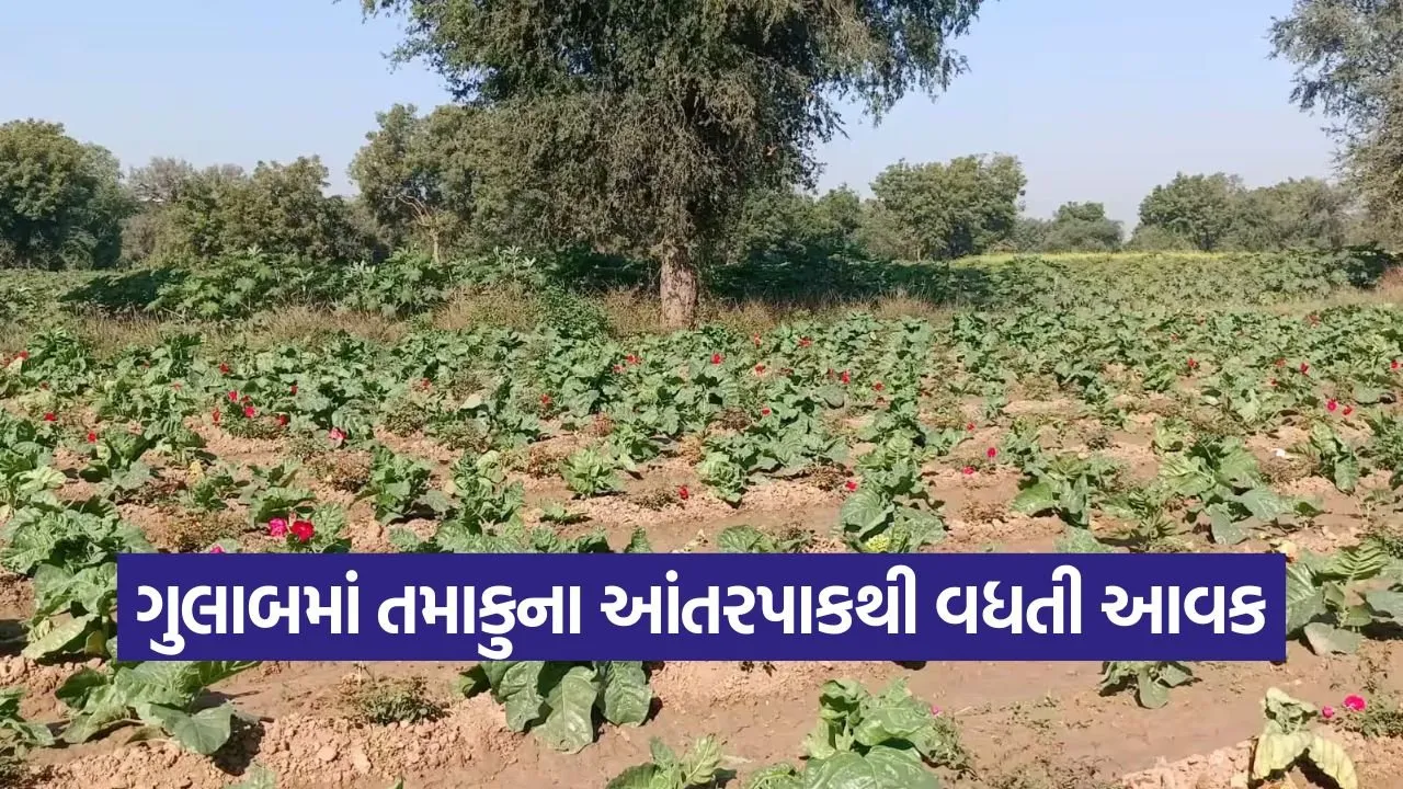Rose Tobacco Intercropping Model 1.jpg