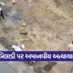 edabad Cat Abuse Viral Video