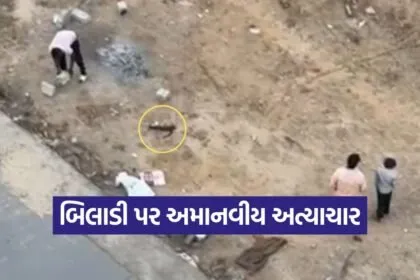 edabad Cat Abuse Viral Video