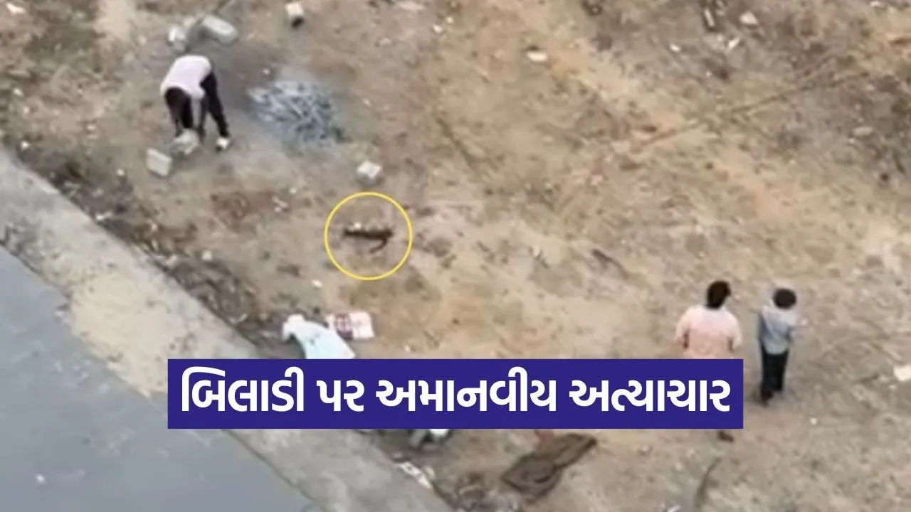 edabad Cat Abuse Viral Video.jpg