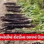 Amreli Sugarcane Price Increase 1