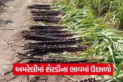 Amreli Sugarcane Price Increase 1