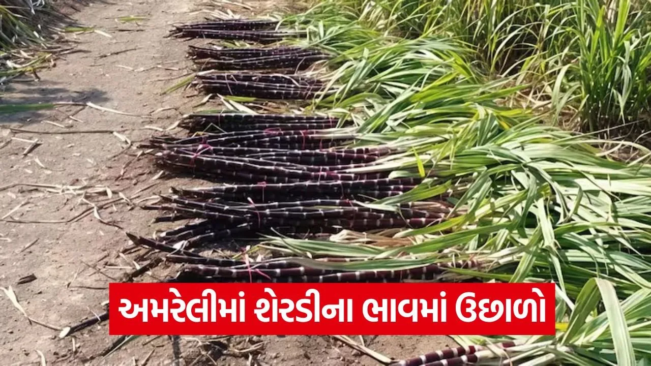 Amreli Sugarcane Price Increase 1.jpg
