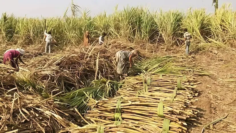 અમરેલી જિલ્લામાં શેરડીની સિઝન સાથે ભાવોમાં નોંધપાત્ર વધારો 3 Amreli Sugarcane Price Increase 1.png