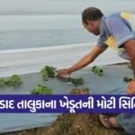 Strawberry Farming Gujarat 1