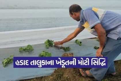 Strawberry Farming Gujarat 1