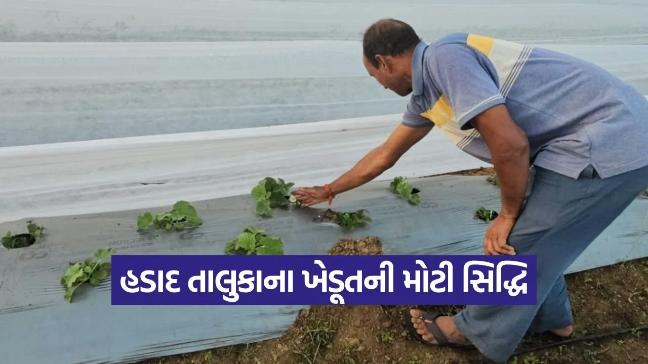 Strawberry Farming Gujarat 1.jpg