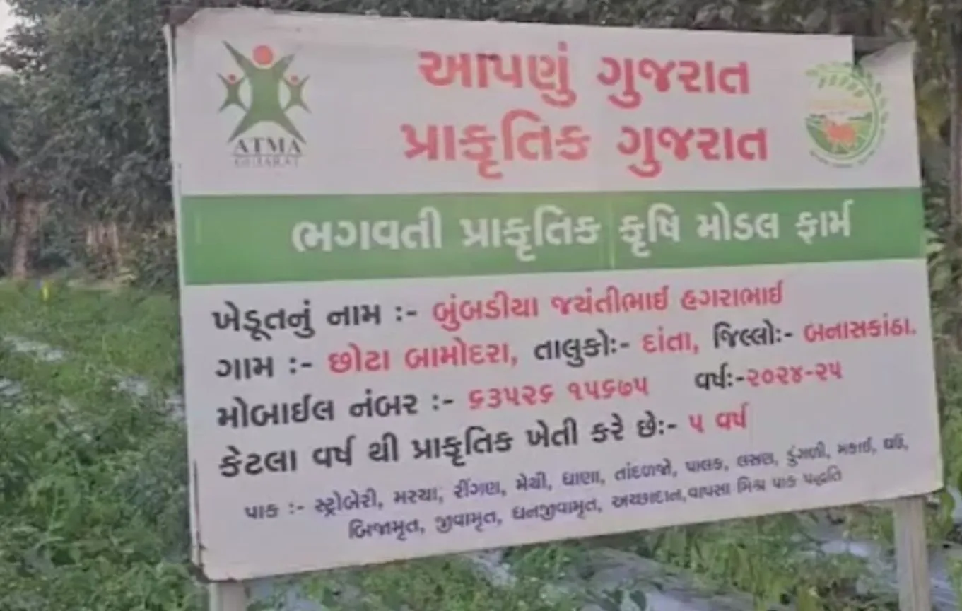 અરવલ્લીની પહાડીઓમાં સ્ટ્રોબેરીની સફળ ખેતી, બનાસકાંઠાના ખેડૂતે રચ્યો નવો ઈતિહાસ 2 Strawberry Farming Gujarat 2.png