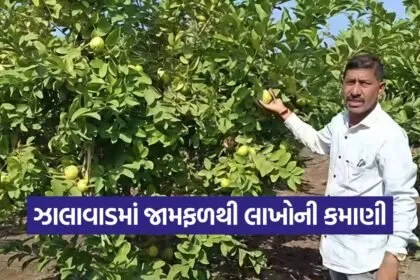 Organic Guava Farming Gujarat 1