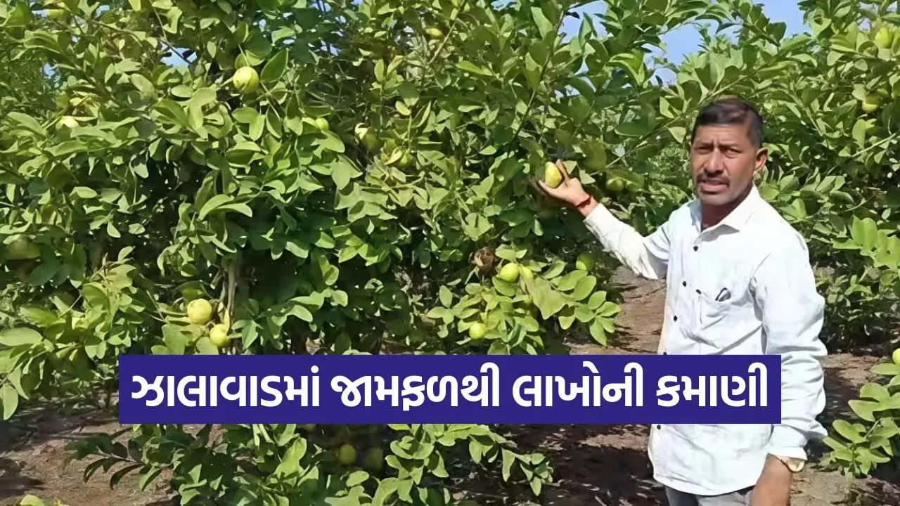 Organic Guava Farming Gujarat 1.jpg