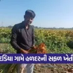 Natural Turmeric Farming in Gujarat 1