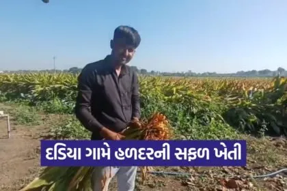 Natural Turmeric Farming in Gujarat 1