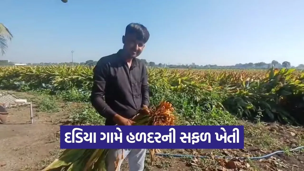 Natural Turmeric Farming in Gujarat 1.jpg