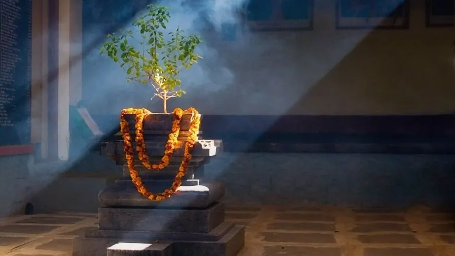 Tulsi Puja