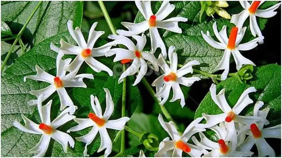 Lucky Flowers