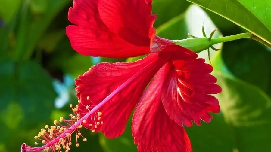 Flower Picking