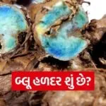 haldi
