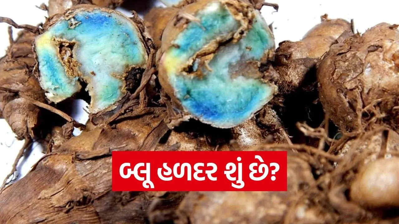 haldi.jpg