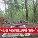 Gujarat Tiger Presence 2025 1