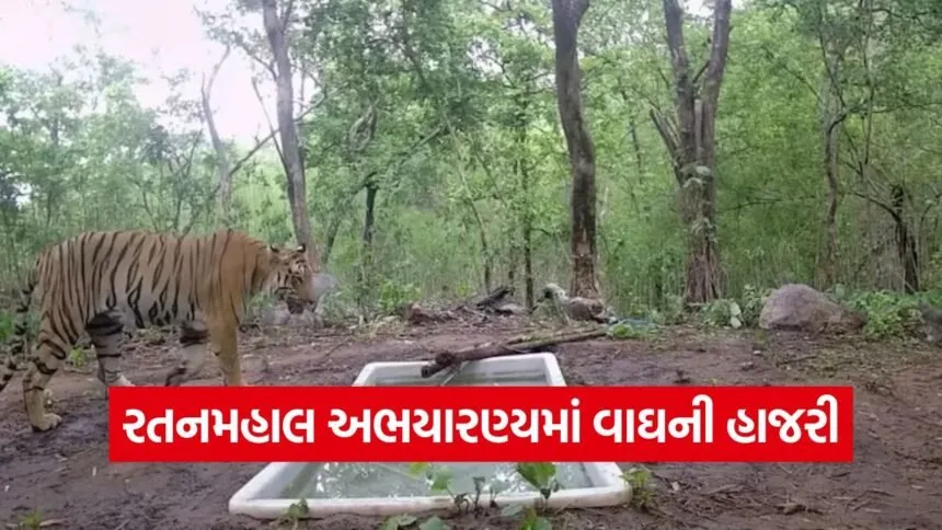 Gujarat Tiger Presence 2025 1