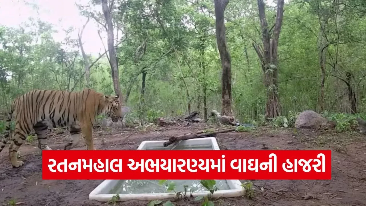 Gujarat Tiger Presence 2025 1.jpg