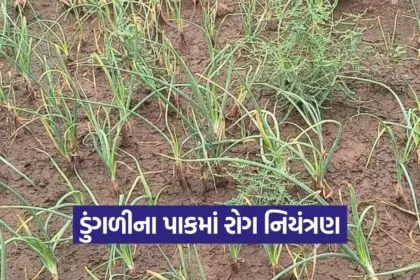 Onion Crop Disease Control 1