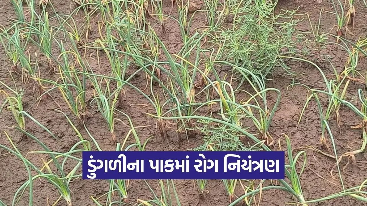 Onion Crop Disease Control 1.jpg