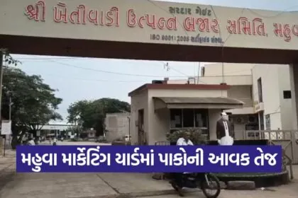 Mahuva Marketing Yard Prices