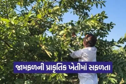natural farming success 1