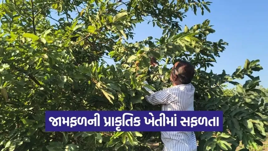 natural farming success 1