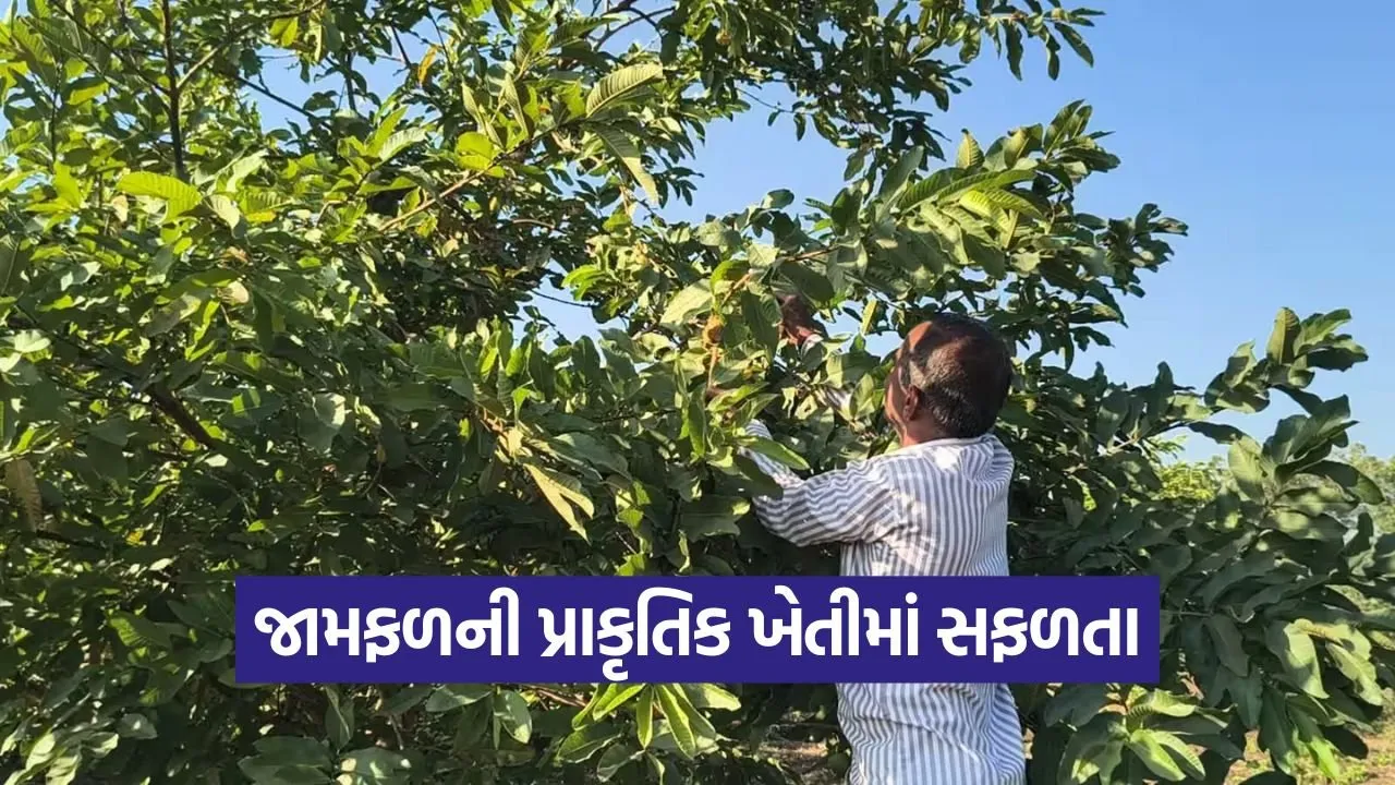 natural farming success 1.jpg