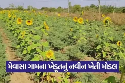 Mixed Farming Model Gujarat 1