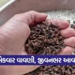 Clove Farming in Gujarat 1