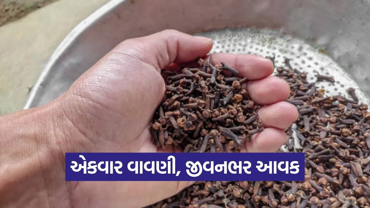 Clove Farming in Gujarat 1.jpg